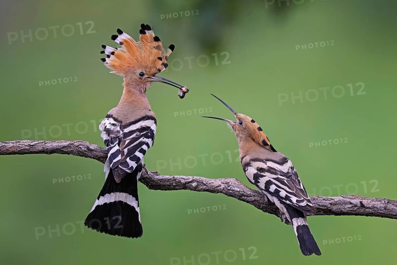 Hoopoe (Upupa epops) Bird of the Year 2022, male with caterpillar as a wedding present for the female, feeding, courtship feeding, erected bonnet, golden hour, backlight, sunlight, rising sun, Middle Elbe Biosphere Reserve, Saxony-Anhalt, Germany, Europe