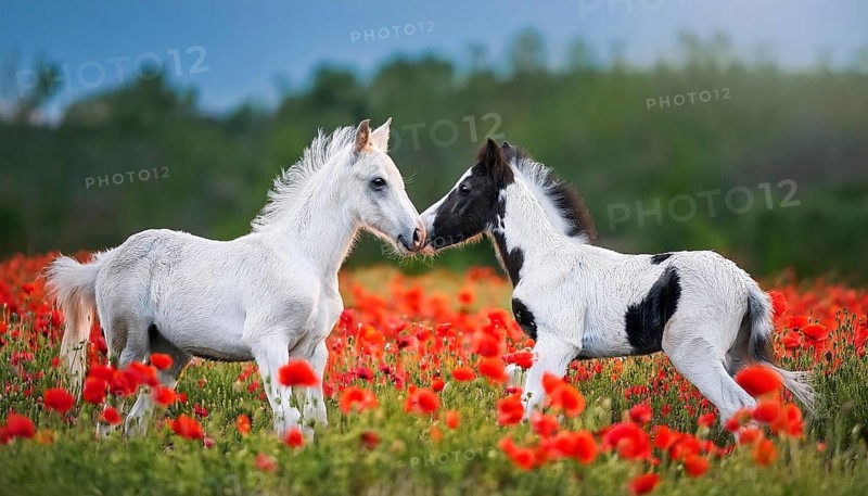 AI generated, Two young foals playing in a flower meadow, Studio, AI generated