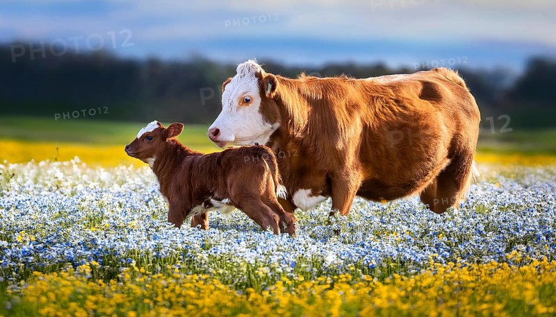 A brown cow and a calf, studio, AI generated