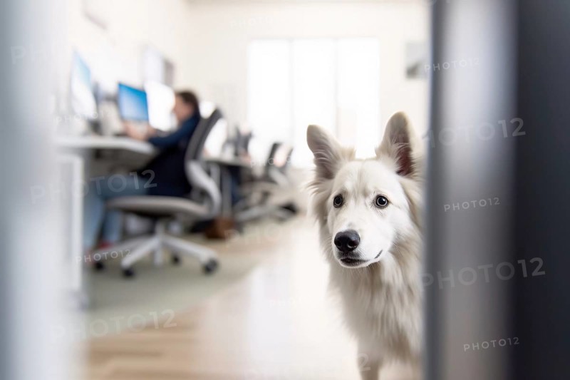 White large dog in office, AI generated