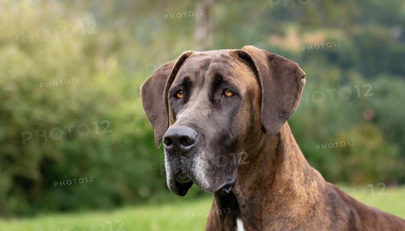 Pets, Dog, Great Dane, AI-generated, AI generated