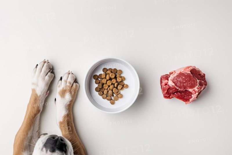 Concept of different dog feeding methods with dog paws, bowl filled with dry food kibbles and chunk of raw meat on white background. KI generiert, generiert, AI generated