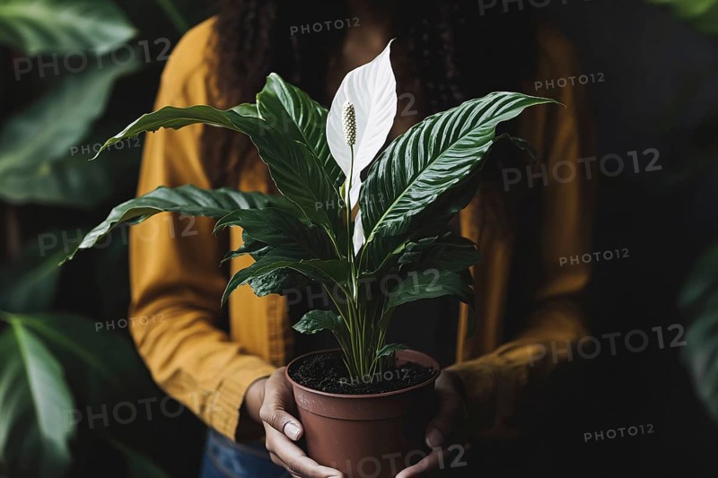 Woman's hands holding potted Peace Lilly houseplant with white flowers. Generative Ai, AI generated