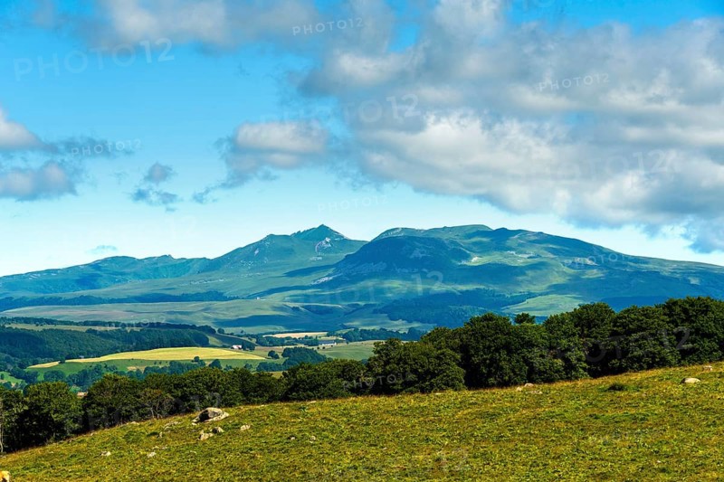 Herd of Aubrac cows grazing in the Cezallier region of Auvergne Volcanoes Natural Park against the backdrop of the Sancy Massif, Puy de Dome, Auve