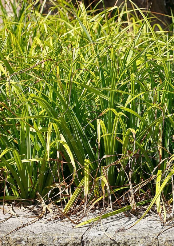 Sedge (Carex), in the park, North Rhine-Westphalia, Germany, Europe