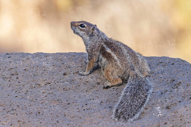 Atlas squirrel, North African bristle squirrel or Barbary squirrel (Atlantoxerus getulus) looking for food, Fuerteventura, Spain, Europe