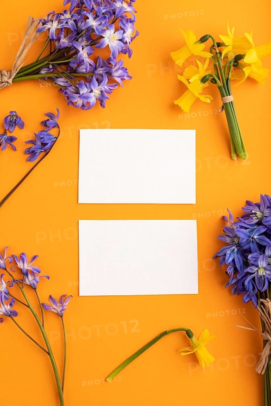 White paper business cards with spring snowdrop flowers bluebells, narcissus on orange pastel background. top view, flat lay, copy space, still life, mockup, template. Beauty, spring concept