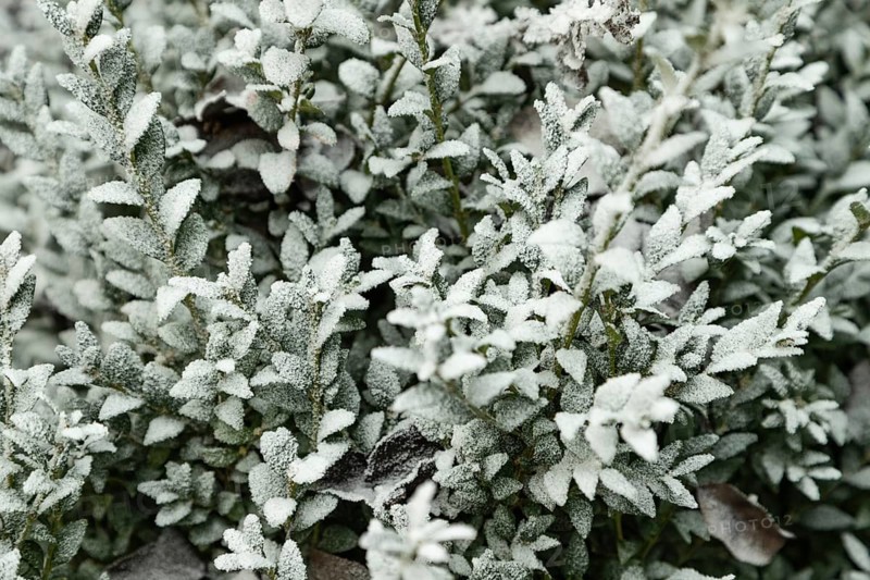 Boxwood branch covered with hoarfrost on blue background, garden and winter concept. Frost texture, close up, flat lay, top view