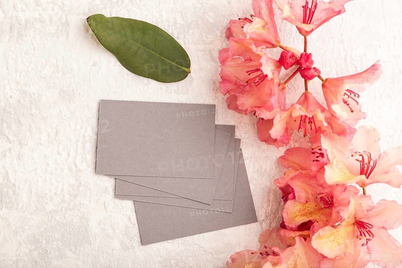 Gray business card with pink azalea flowers on gray concrete background. top view, flat lay, copy space, mockup, template, spring, summer minimalism concept