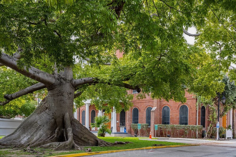 Tree in front of church Key West Florida USA