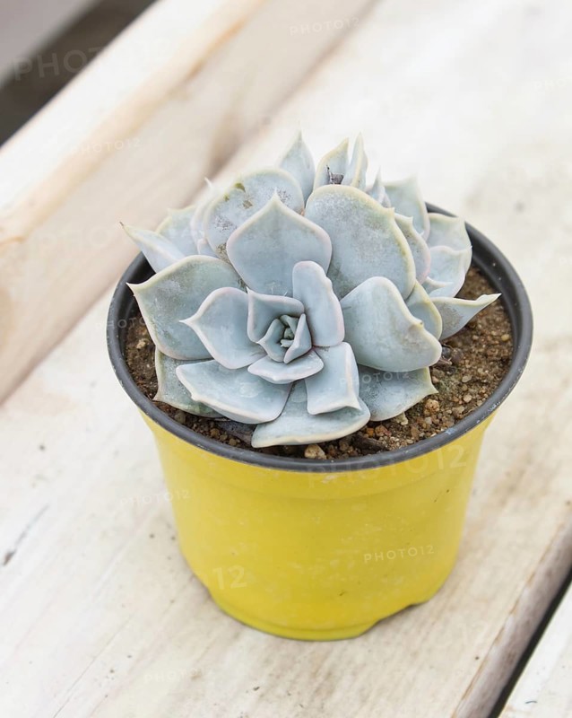 Beautiful succulent plant in greenhouse. Closeup, floral patterns, selective focus