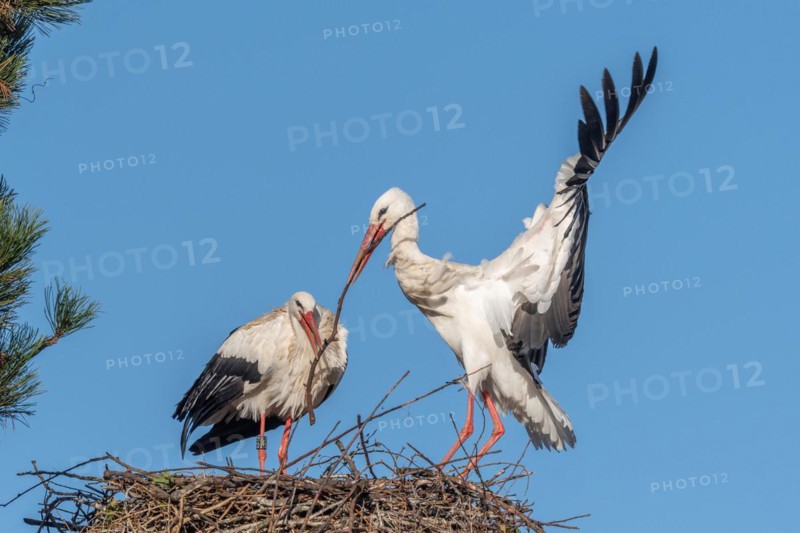 Pair of white stork (ciconia ciconia) building their nest in spring. Bas Rhin, Alsace, France, Europe