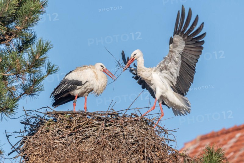 Pair of white stork (ciconia ciconia) building their nest in spring. Bas Rhin, Alsace, France, Europe