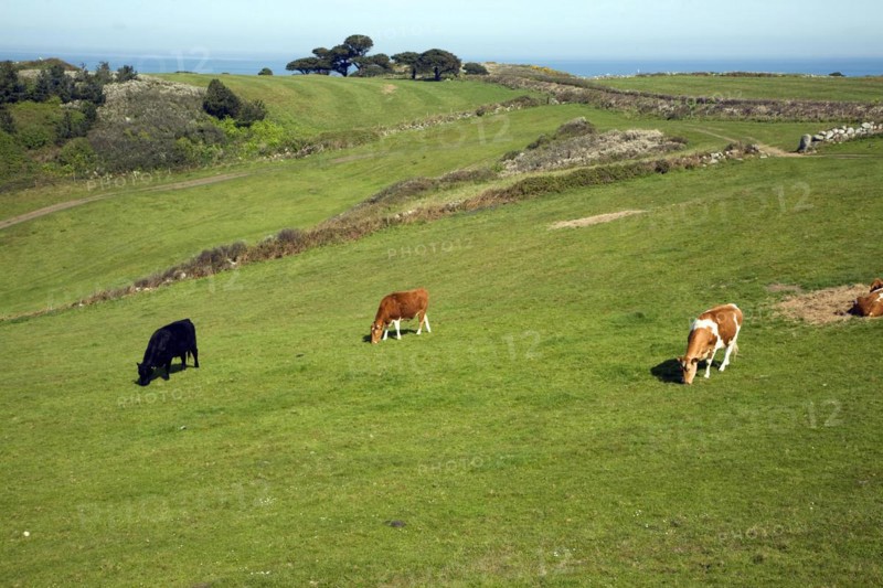 Cattle graze in field Island of Herm, Channel Islands, Great Britain