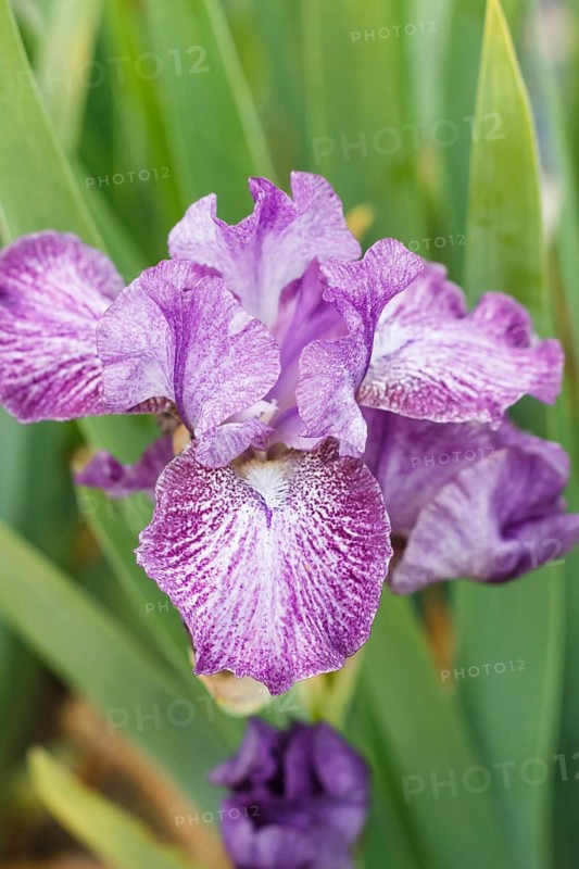 Beautiful multicolored iris flower bloom in the garden. Close up, fragility and summer concept