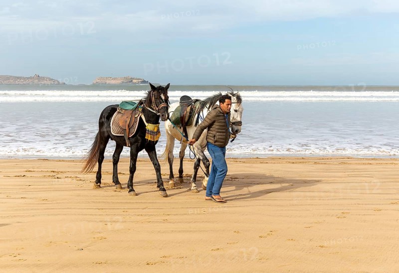 Horses on the beach at Essaouira, Morocco, north Africa, Africa