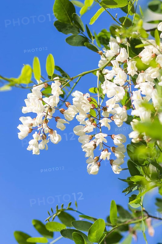 Blooming locust in the garden in summer