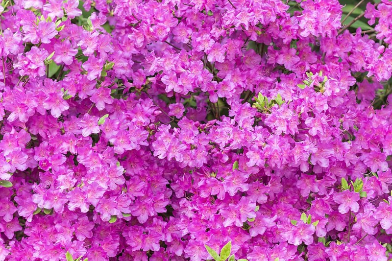 Blooming rhododendron in the botanical garden in spring