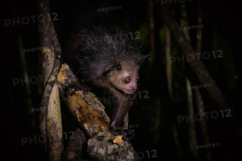 Aye-aye (Daubentonia madagascariensis) in the lowland rainforests of eastern Madagascar