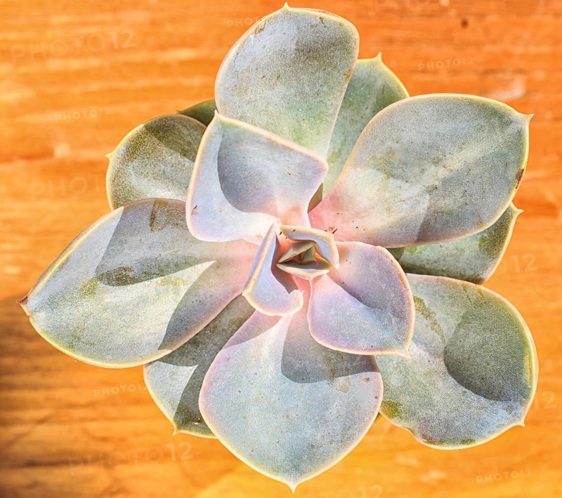 Beautiful little plant, succulent in a small flower pot. on the wooden background