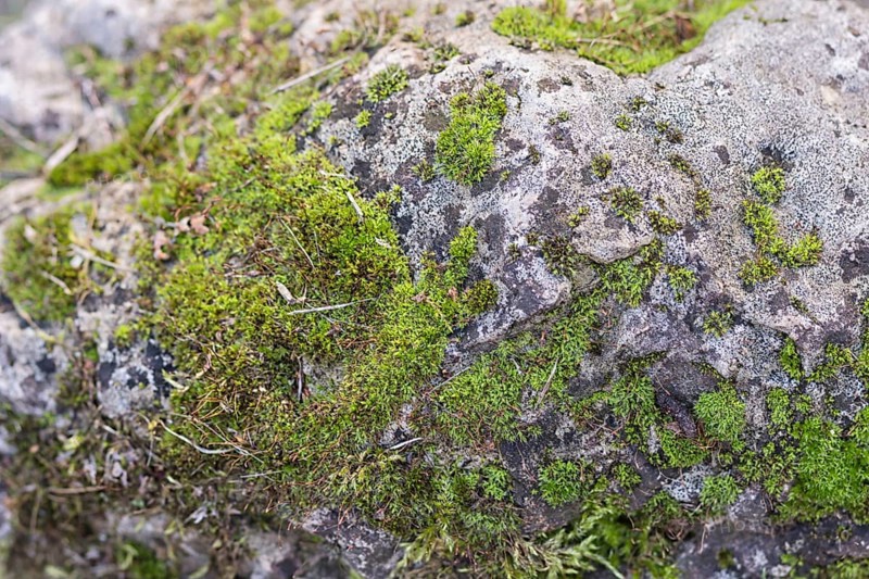 Texture of a boulder with moss and lichen