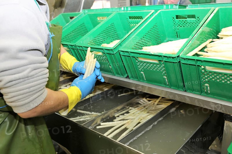 Agriculture asparagus washing and sorting with washing machine and sorting machine on a farm in Mutterstadt, Rhineland-Palatinate