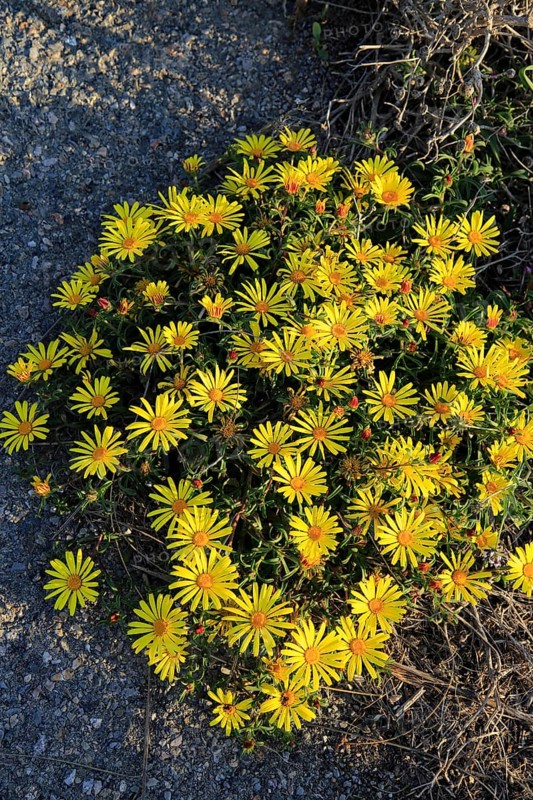 Yellow Sea Aster plant in flower, Asteriscus maritimus, Cabo de Gata natural park, Almeria, Spain, Europe