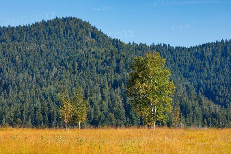 Birches in the Rothenthurm raised bog, Canton Schwyz, Switzerland, Europe