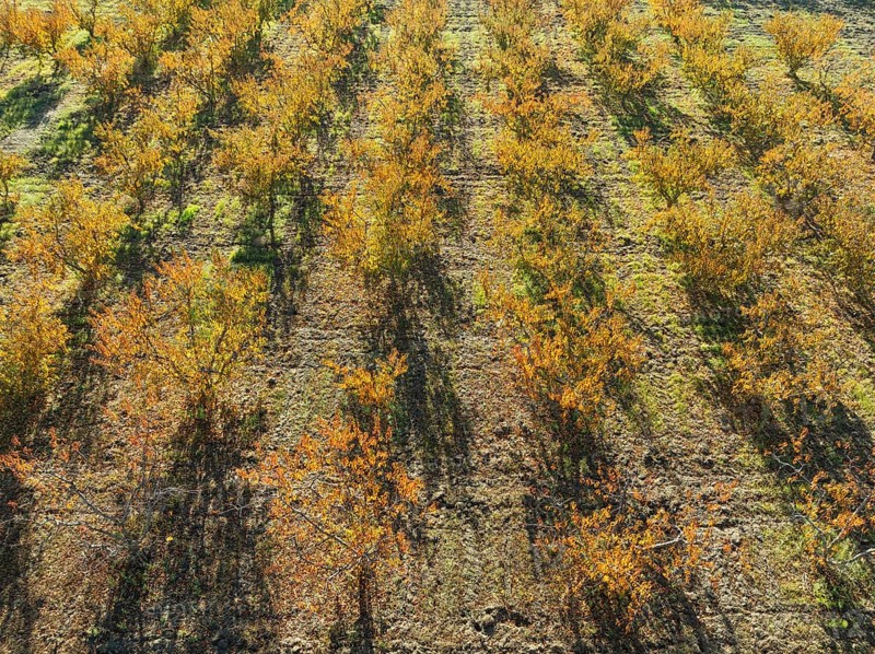 Vineyard in autumn. Aerial view. Drone shot. Granada province, Andalusia, Spain, Europe