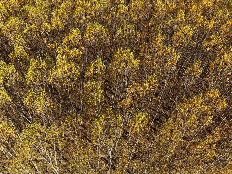 European Aspen (Populus tremula) in autumnal colours. Cultivated for timber. Aerial view. Drone shot. Granada province, Andalusia, Spain, Europe