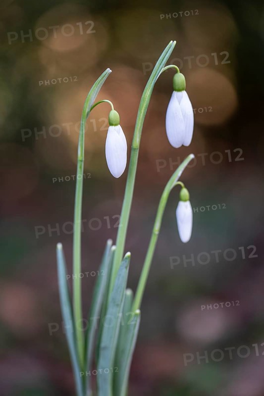 Snowdrop (Galanthus nivalis Magnet), Emsland, Lower Saxony, Germany, Europe