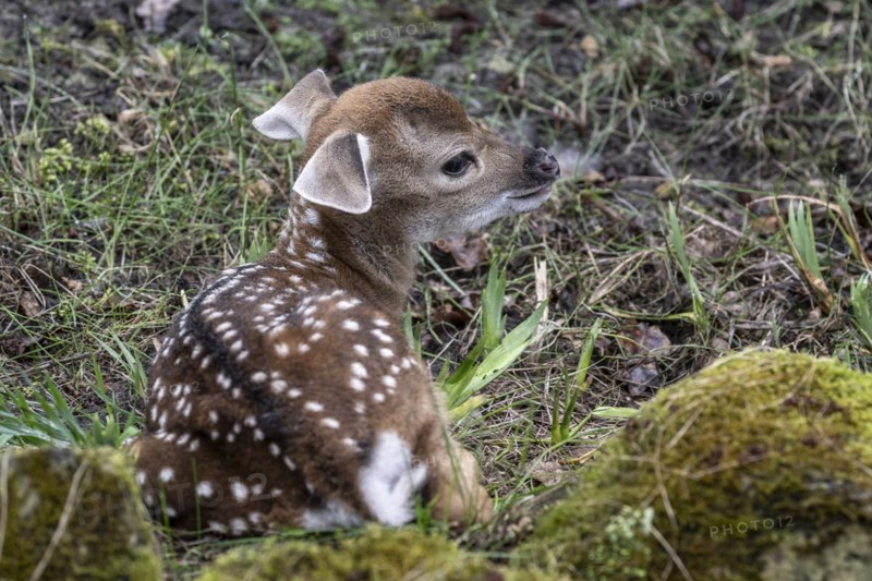 Vietnamese sika deer (Cervus nippon pseudaxis), newborn calf, Nordhorn Zoo, Lower Saxony, Germany, Europe