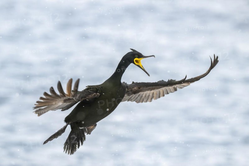 Common shag (Phalacrocorax aristotelis), flying in the snow, Hornoya Island, Hornøya, Vardø, Varanger Peninsula, Troms og Finnmark, Norway, Europe
