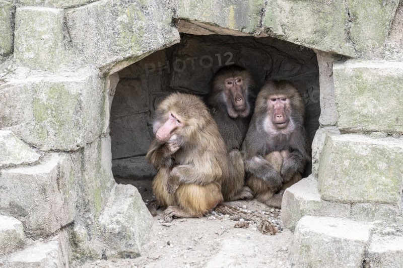 Hamadryas baboons (Papio hamadryas), Emmen Zoo, Netherlands