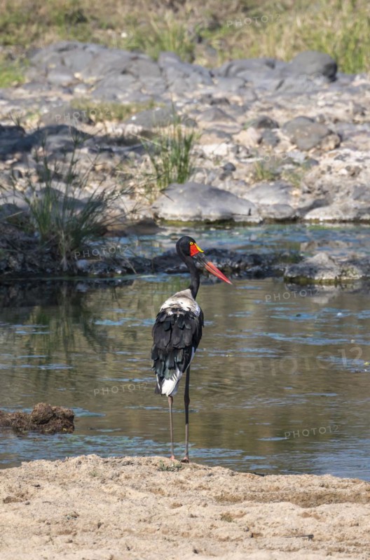 Saddle-billed stork (Ephippiorhynchus senegalensis) at a river, Kruger National Park, South Africa, Africa