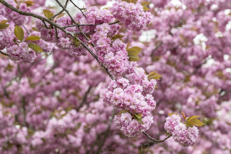 Japanese flowering cherry (Prunus serrulata Kanzan), Emsland, Lower Saxony, Germany, Europe