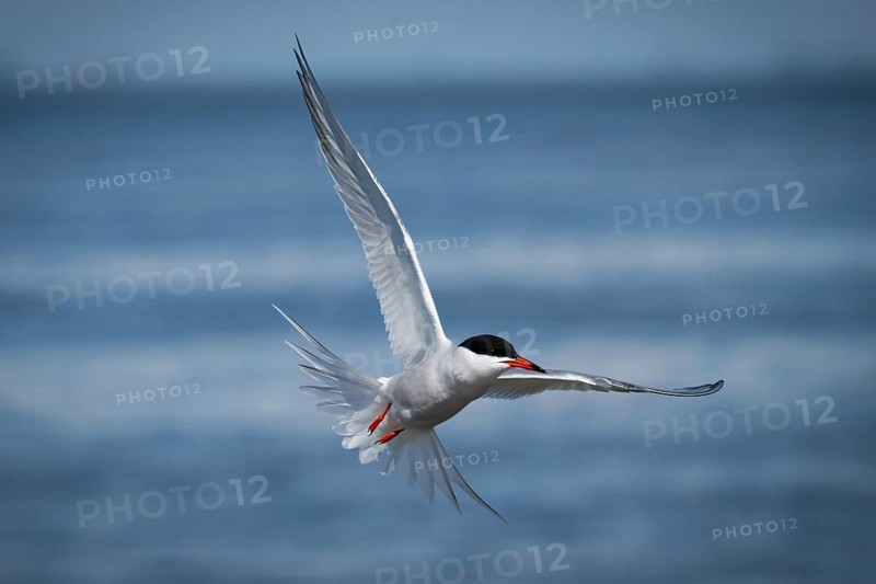 Arctic Arctic Tern (Sterna paradisea) in flight, Wadden Sea, North Frisia, Schleswig-Holstein, Germany, Europe