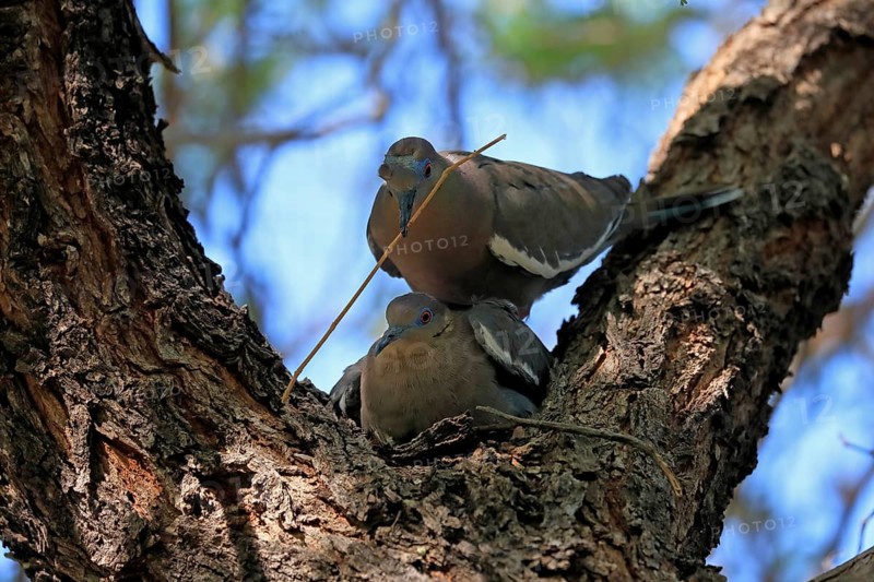 White-winged dove (Zenaida asiatica), adult, pair, mating, on tree, with nesting material, Sonora Desert, Arizona, North America, USA, North America
