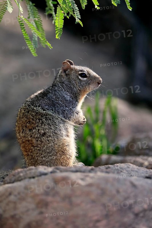 Rock gopher, (Otospermophilus variegatus), adult, on rocks, vigilant, Sonoran Desert, Arizona, North America, USA, North America