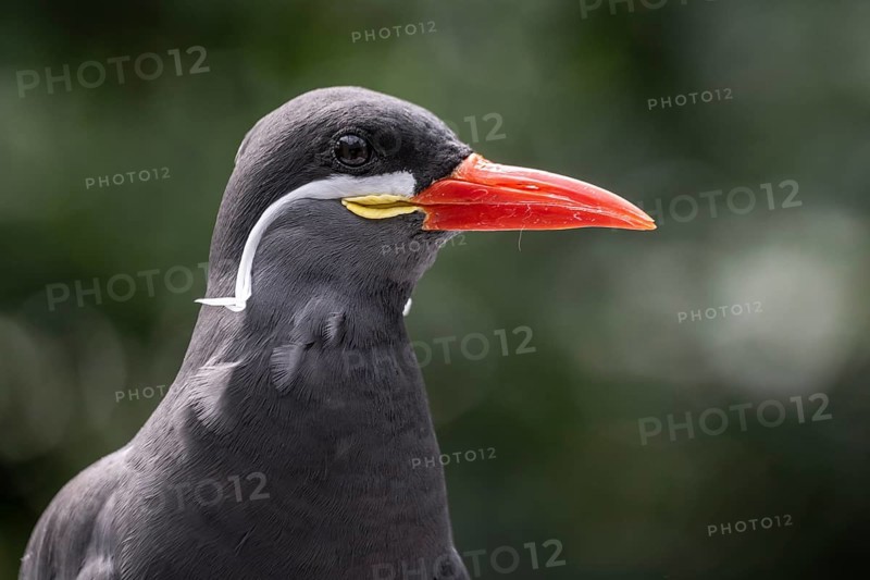 Inca Tern (Larosterna inca), Walsrode Bird Park, Lower Saxony, Germany, Europe