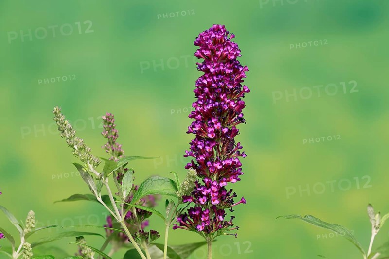 Butterfly-bush (Buddleja davidii), summer lilac, common summer lilac, butterfly bush, lilac spear, flowering, blossom, Elllerstadt, Germany, Europe