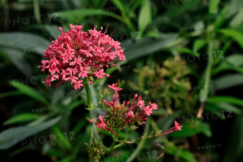 Red valerian (Centranthus ruber), flowering, Elllerstadt, Germany, Europe