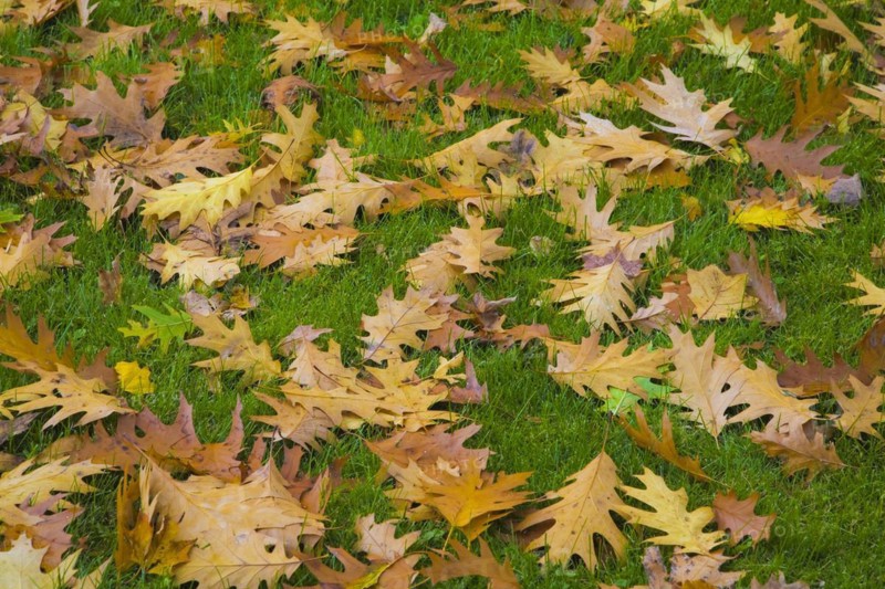 Close-up of fallen brown and yellow Quercus, Oak tree leaves on Poa pratensis, Kentucky Bluegrass lawn in autumn, Quebec, Canada, North America