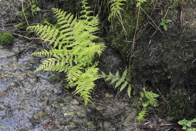 Lady fern (Athyrium filix-femina), by the water, North Rhine-Westphalia, Germany, Europe