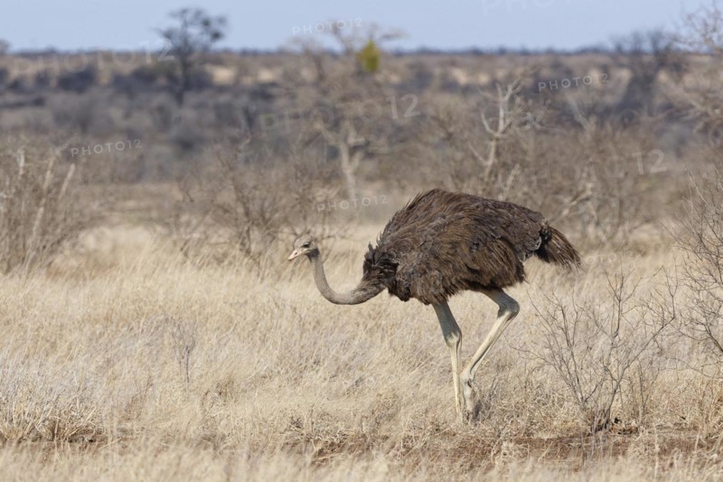 South African ostrich (Struthio camelus australis), adult female walking in dry grassland, foraging, Kruger National Park, South Africa, Africa