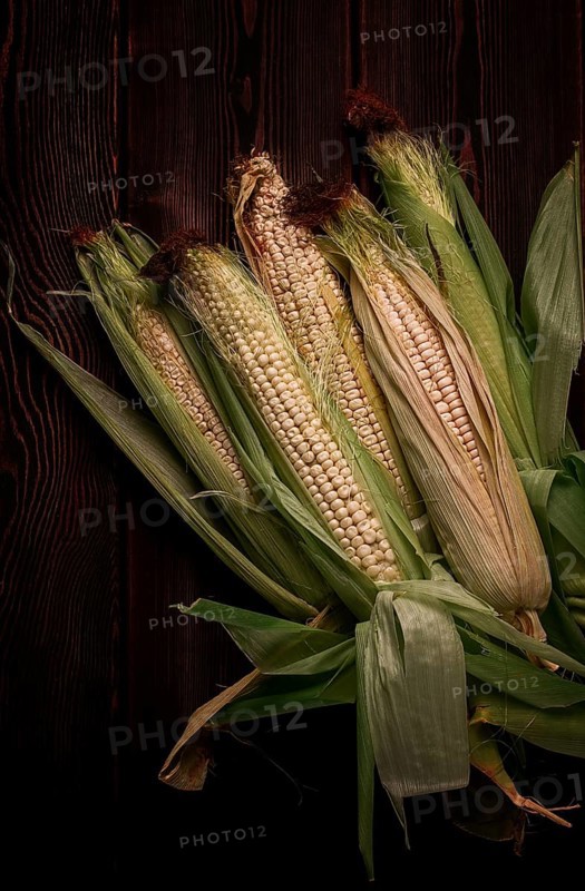 Corn cobs, on a wooden table, top view, close-up, rustic, selective focus, dairy corn