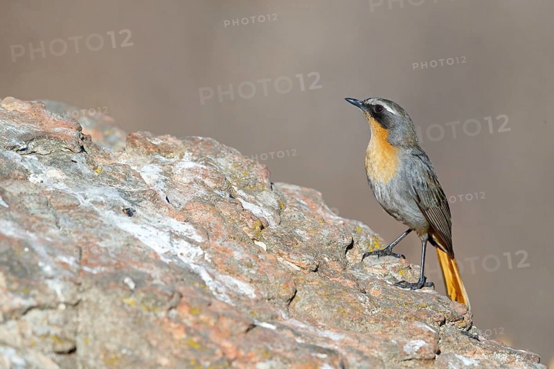 Cossypha caffra, family of flycatchers, Underberg surroundings, Underberg, KwaZulu-Natal, South Africa, Africa