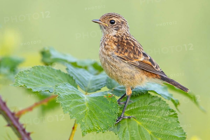 Stonechat, (Saxicola torquata), foraging, female, Eich, Rhineland-Palatinate, Germany, Europe