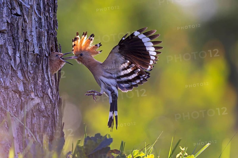 Hoopoe (Upupa epops) Bird of the Year 2022, with beetle larva as prey for the young bird in the breeding cavity, erected bonnet, sunrise, golden hour, backlight, flying, Middle Elbe Biosphere Reserve, Saxony-Anhalt, Germany, Europe