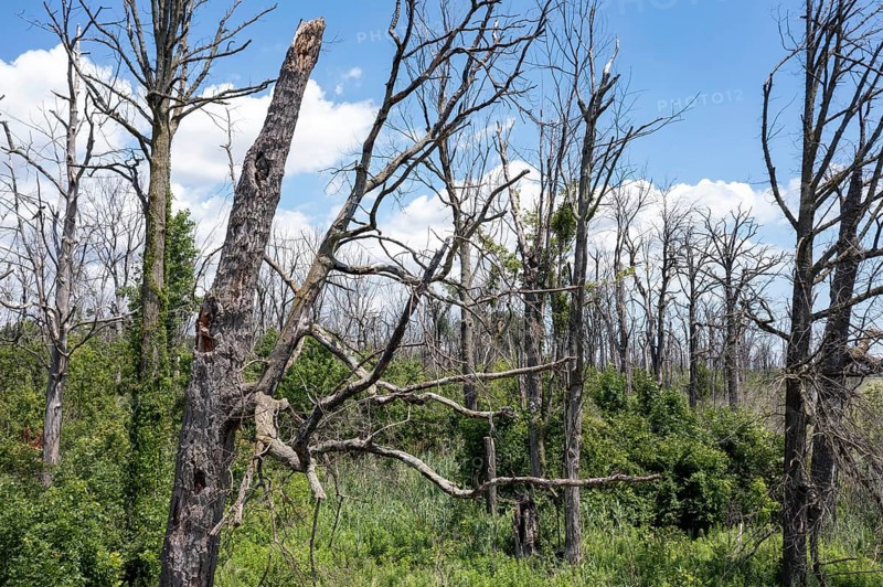 Detroit, Michigan, Dead trees on Belle Isle, an island state park in the Detroit River. The trees were killed by flooding, oak wilt disease, and the emerald ash borer